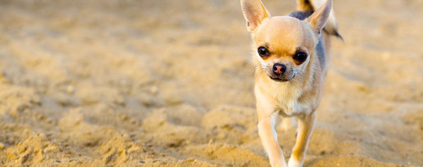 How to Train Your Dragon Inspired Dog Names Popular Male and Female